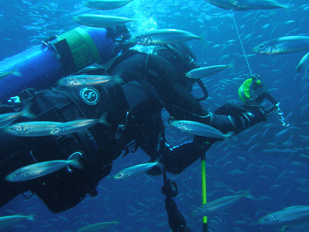 Scuba diver with a blue oxygen tank swimming underwater surrounded by a large school of small silver fish.