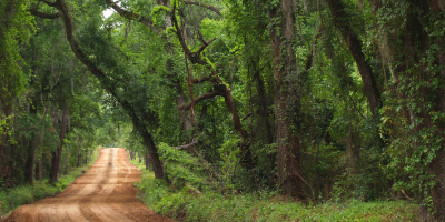 A scenic dirt road winding through a dense, lush green forest with overhanging tree branches.