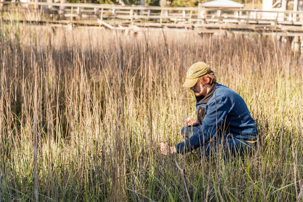 A researcher crouching in a marshy wetland to examine grass up close, with a wooden boardwalk in the background.