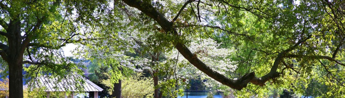 A wide panoramic shot looking through lush green tree branches and blooming white dogwood trees toward a metal campus roof on a sunny day.