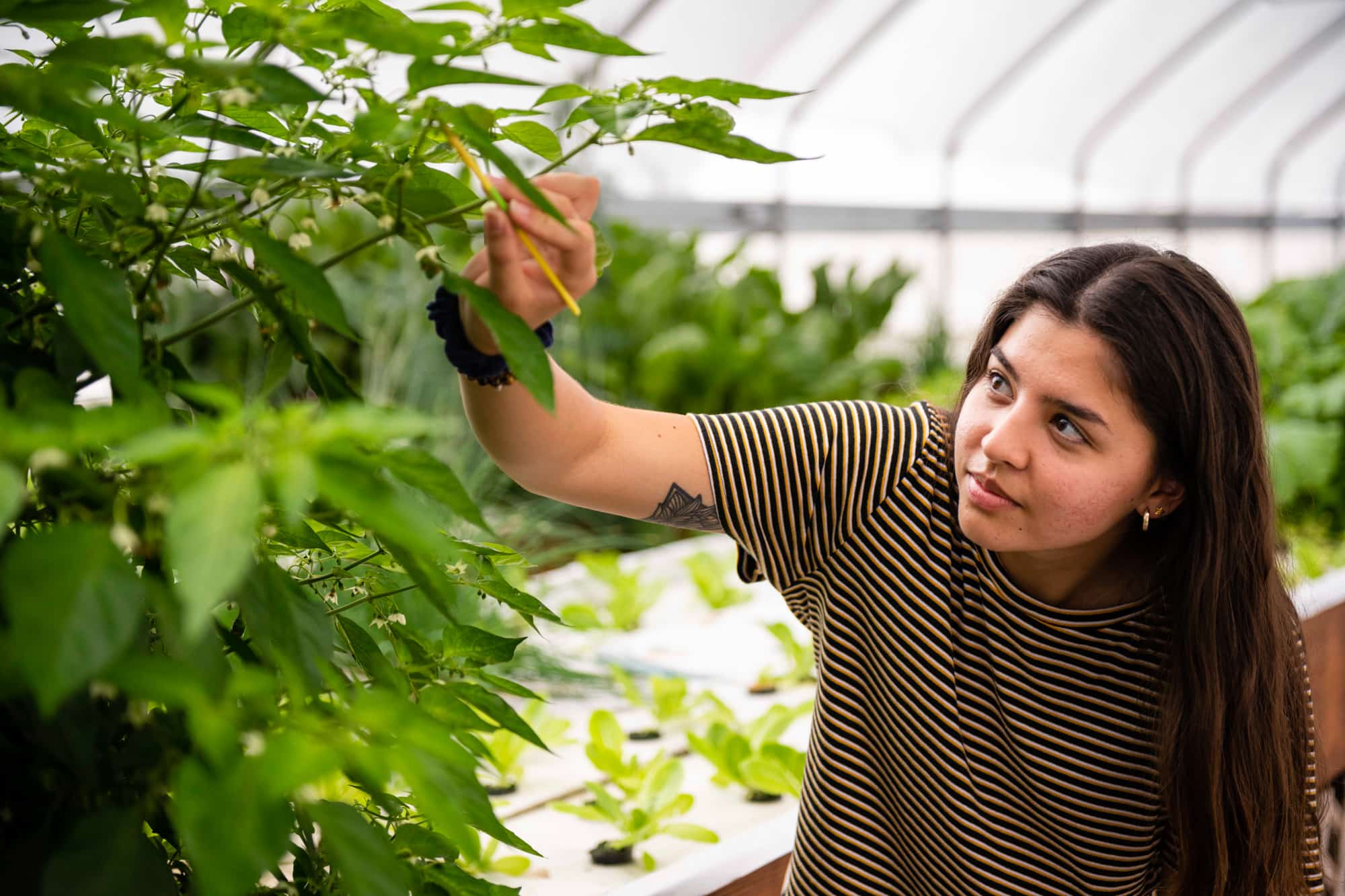 A student or researcher wearing a striped shirt carefully inspecting or hand-pollinating a pepper plant with a yellow tool inside a greenhouse setting