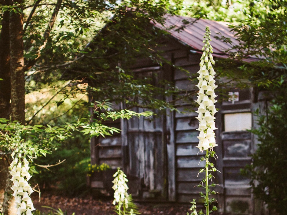 A close-up shot of a tall stalk of white foxglove flowers blooming in front of a rustic, weathered wooden shed in a garden setting.