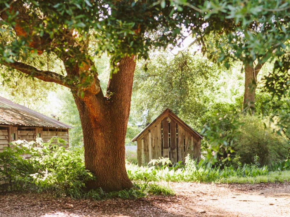 A scenic outdoor view of a gravel driveway or path lined with white blooming foxglove flowers, winding through lush green gardens and trees.