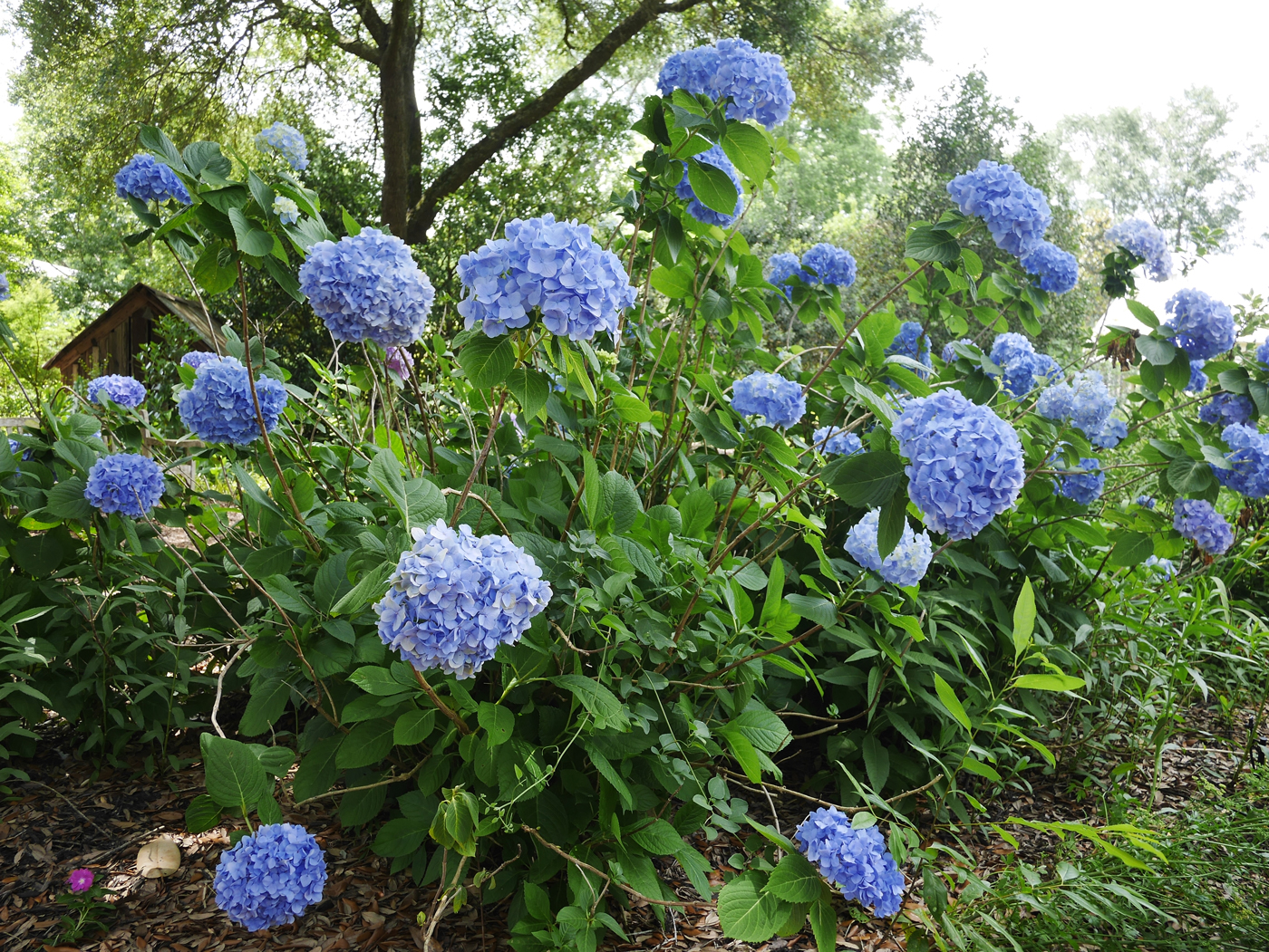 A large hydrangea bush covered in vibrant blue flower globes blooming in a lush garden setting.