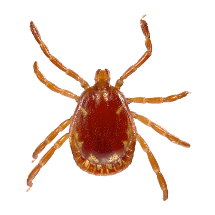 A top-down macro photograph of a reddish-brown tick with long legs, isolated against a solid white background.