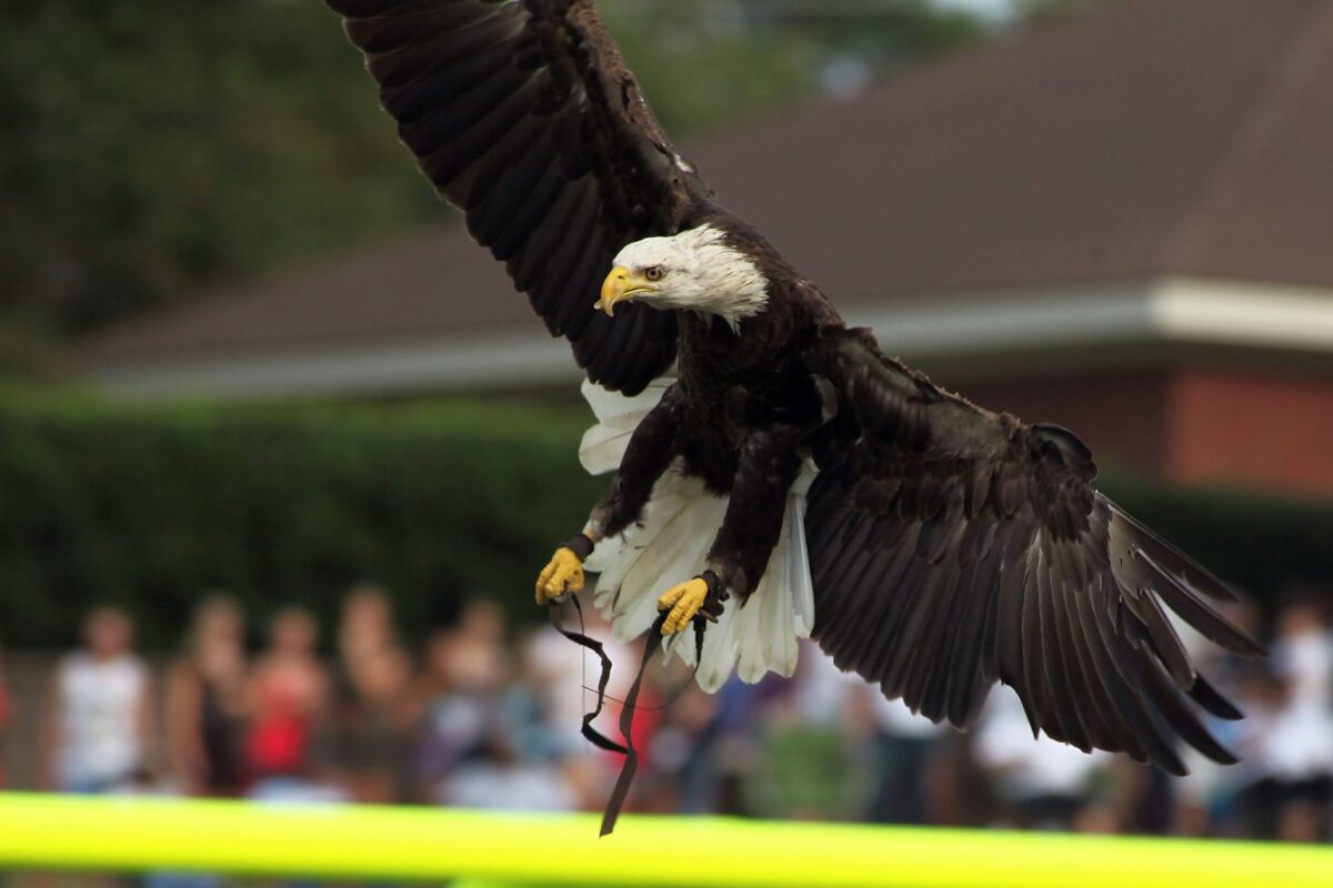 Freedom