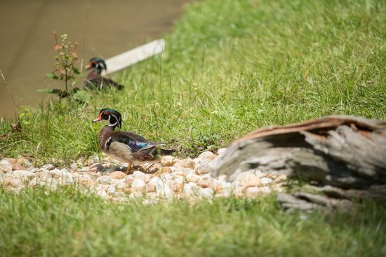 Wood Duck
