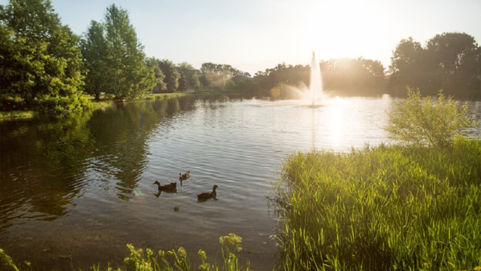 A scenic, sunlit view of a campus pond with ducks swimming in the foreground, lush green foliage along the bank, and a water fountain spraying in the distance.