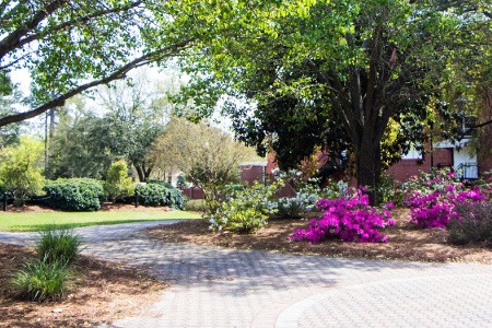 Vibrant purple azalea bushes bloom along a paved walking path shaded by large green trees on a university campus.