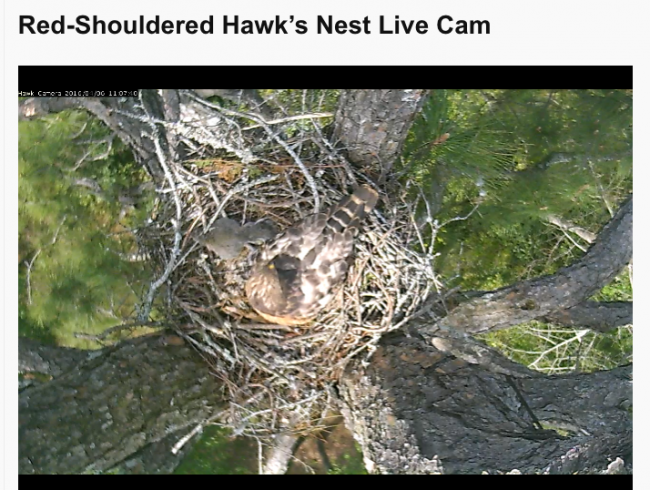 Red-shoulder hawks cam 2
