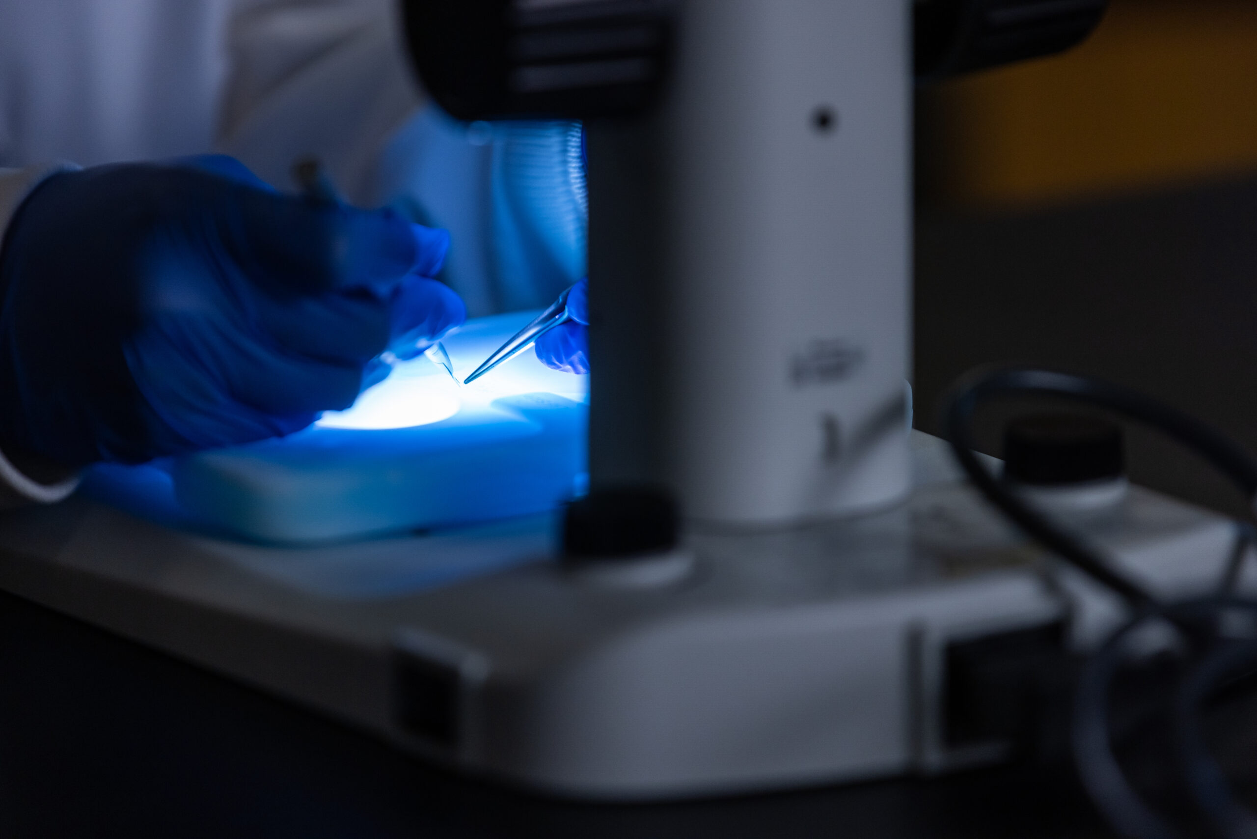 A closeup image of a person wearing gloves while manipulating the slide on a microscope