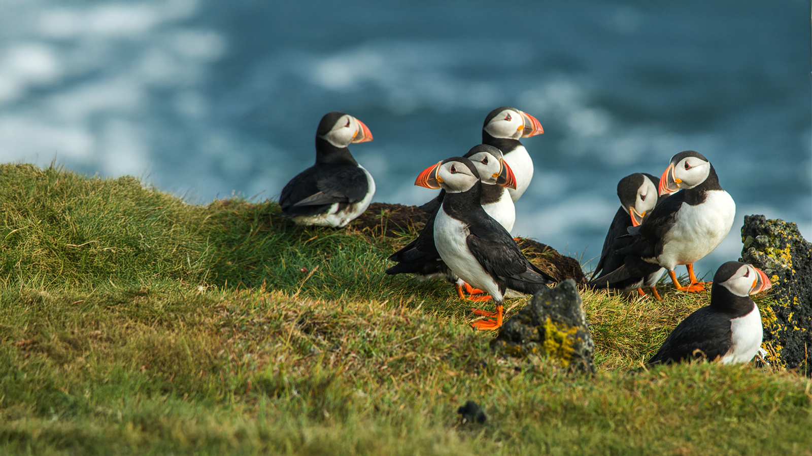 Group of puffins with orange beaks on a grassy cliff overlooking the ocean.