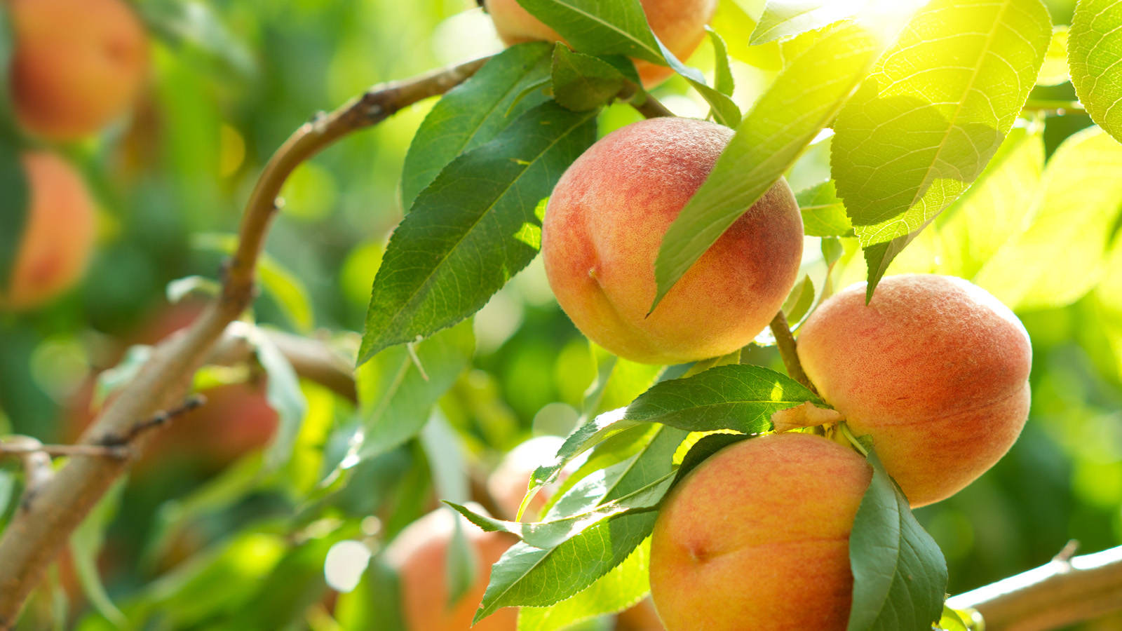 Ripe peaches on a sunlit tree branch among green leaves in a peach orchard.