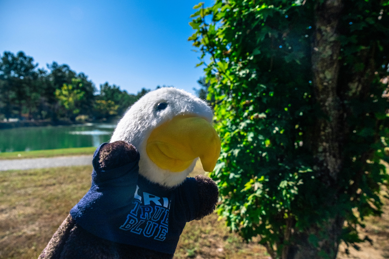 Close-up of a stuffed white-headed eagle wearing a blue shirt, outdoors in a sunny park by a lake.